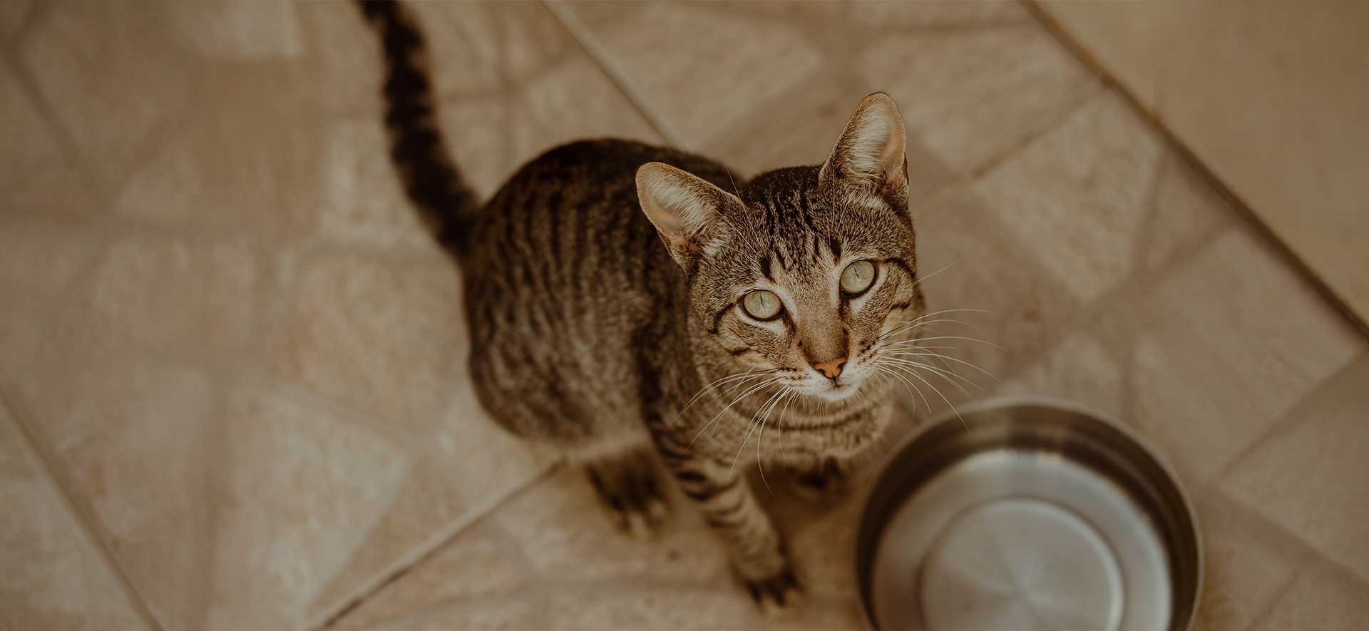 mi gato pide comida todo el tiempo